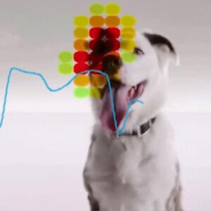 Reducing Fear in Advertising Shelter Pets